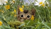 pic for Kitten Hiding Behind Yellow Flowers 